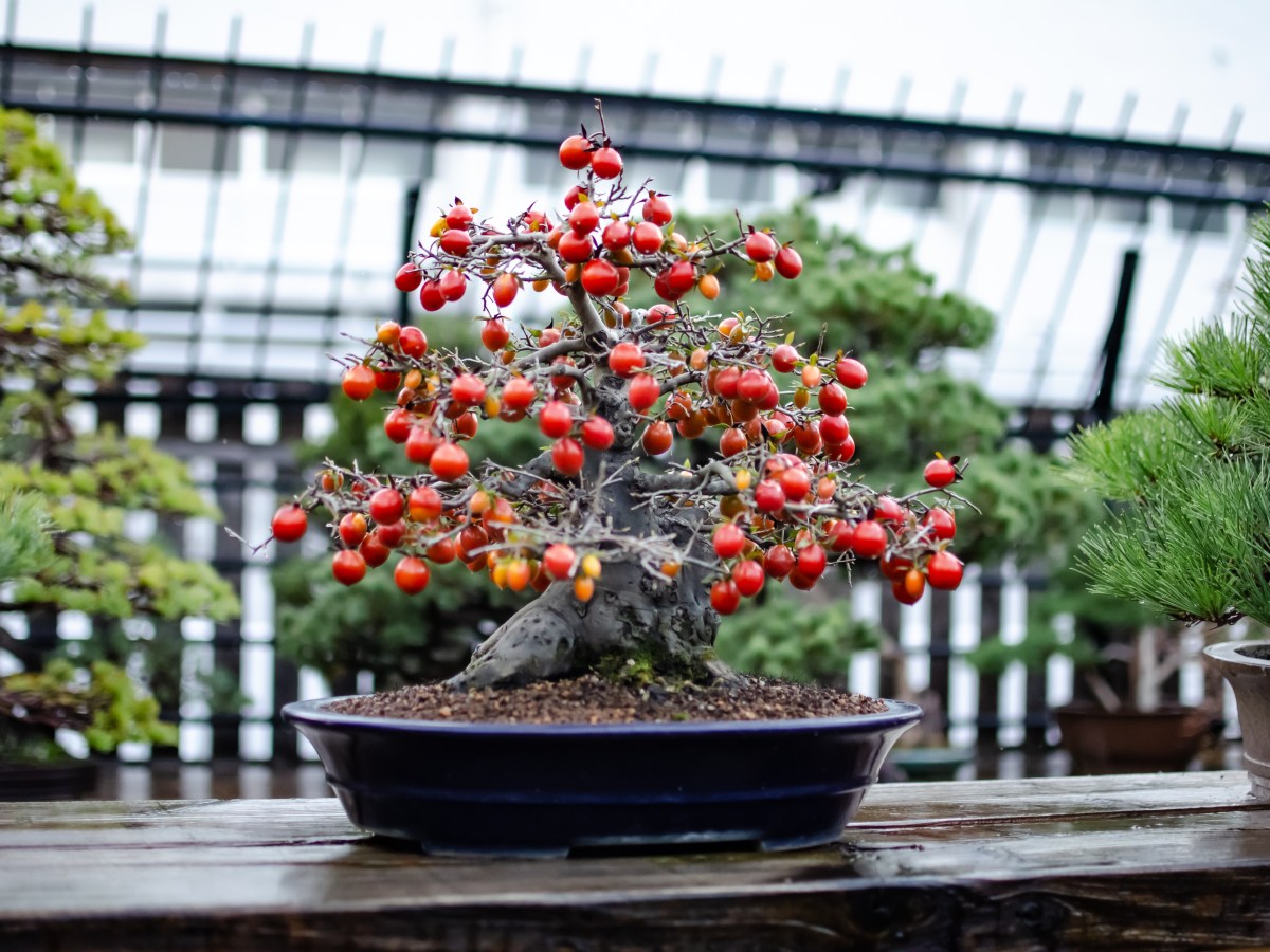 Methods to ensure fruiting of Persimmon&nbsp;Bonsai