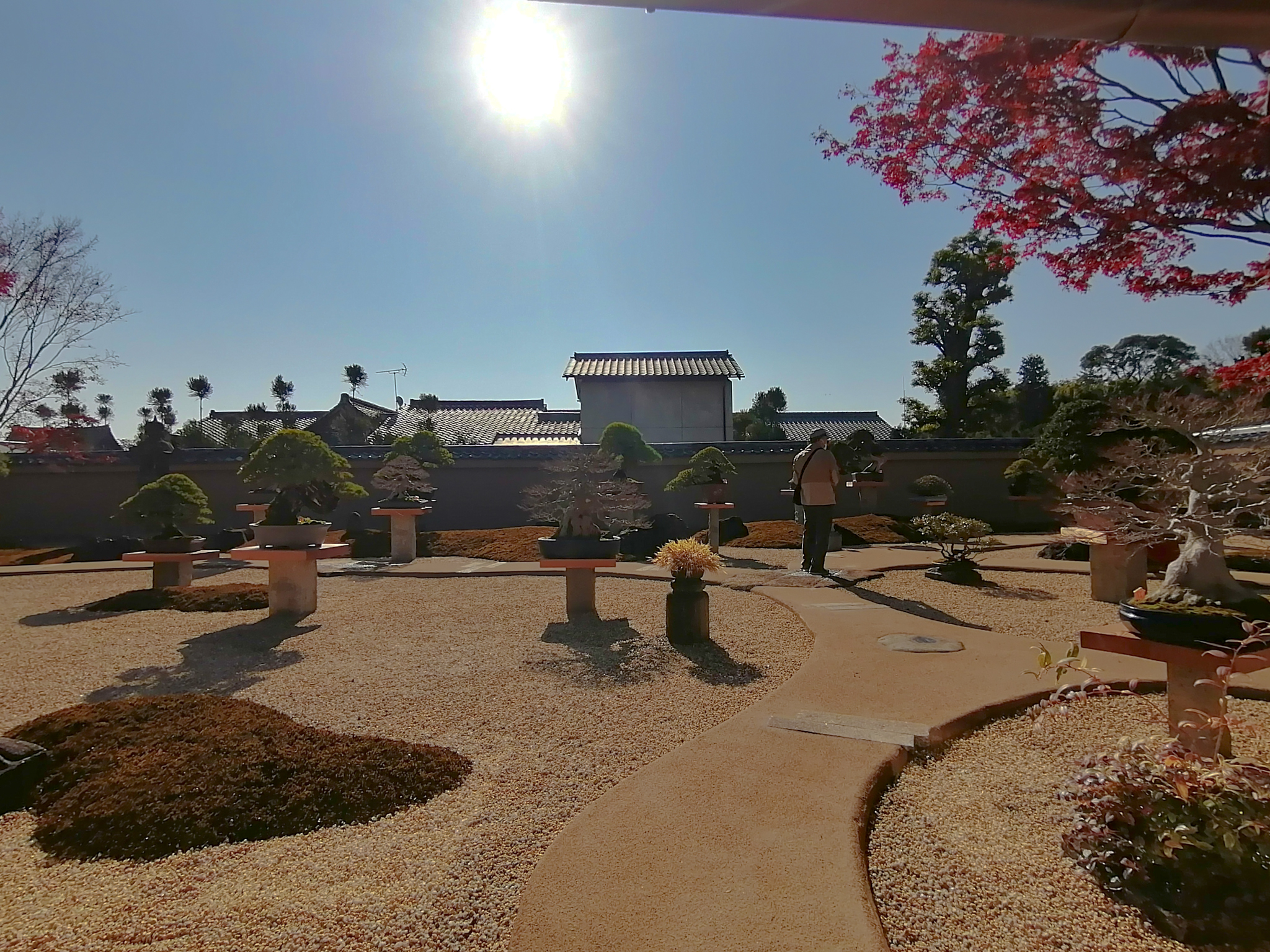 Daitoku-ji Bonsai Exhibit
