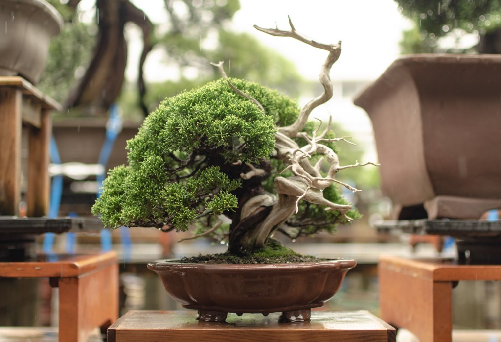 Hasho, happa and How to Choose a Good Leaf&nbsp;Type