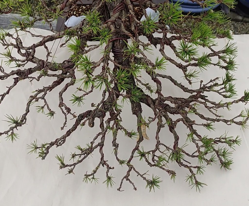 Bonsai Harmony on&nbsp;YouTube